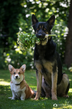 handsomedogs:    Buddies / / Nadya Kulagina   