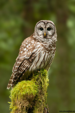 followthewestwind:  (via 500px / Barred Owl in Older Growth Forest