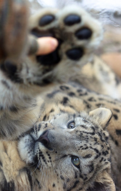 earthandanimals:   Touching   Photo by John Miller  