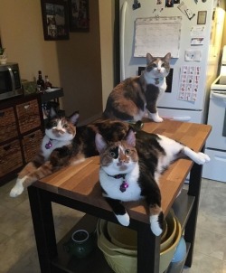 slu-cifer: In case you ever wandered what 3 calicos being assholes