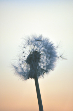 A Nature Blog