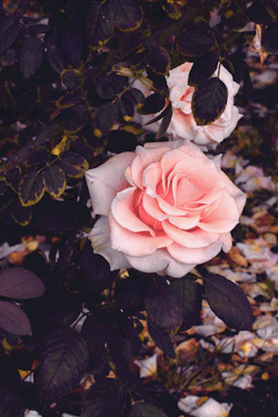 leahberman:  rose fall instagram 