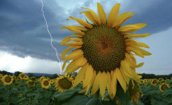 A sunflower field is seen in stormy weather near Donzere, southern