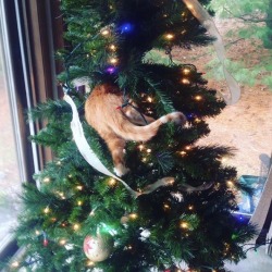catsbeaversandducks: Cat vs. Christmas Tree War… War never