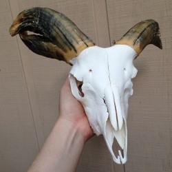 bone-lust:  BONELUST BONE PROCESSING PROGRESS: Current 4-Horned