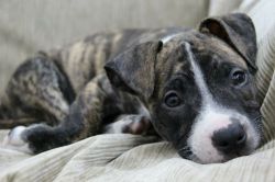 dogsandpupsdaily:  - American Pitbull Terrier. Want more? Follow:http://dogsandpupsdaily.tumblr.com/