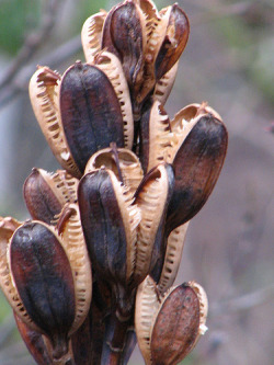 sixpenceee:  The creepy looking plants are actually the seed
