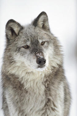 beautiful-wildlife:  Timber Wolf by Tim Fitzharris 