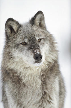 jack-the-lion:  beautiful-wildlife:  Timber Wolf Portrait by Tim