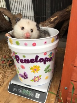 naurielrochnur:  This is Penelope, the opossum at the zoo where I work l, sitting in her “weight bucket” so we can keep track of how much she weighs. She is a very good girl.  That is all. I hope this beautiful opossum made your day a little better.