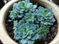 plantyr:  my baby succulents are getting so big! xx