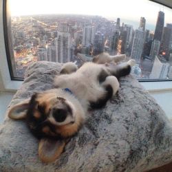 awwww-cute:  Chilling in his penthouse (Source: http://ift.tt/1GjDloo)