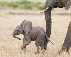 cuteasmybutt:  Baby Animal Photography,  BABY ELEPHANT PHOTO