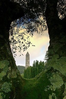 pagewoman:    Tree Portal, Glendalough, County Wicklow, Ireland.