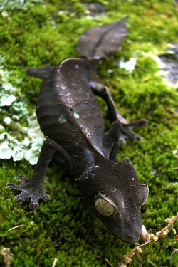 creatures-alive:  Satanic Leaf-Tailed Gecko by Mike D. Martin