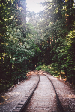 leaberphotos:  Henry Cowell Redwoods State Park, CA 
