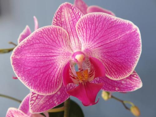 blondebrainpower:  Phalaenopsis, “the moth orchid” (epiphytic):