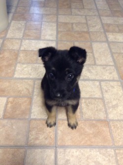 germanshepherddogs:  Here is the 6 weeks Gunny (Not sure if you