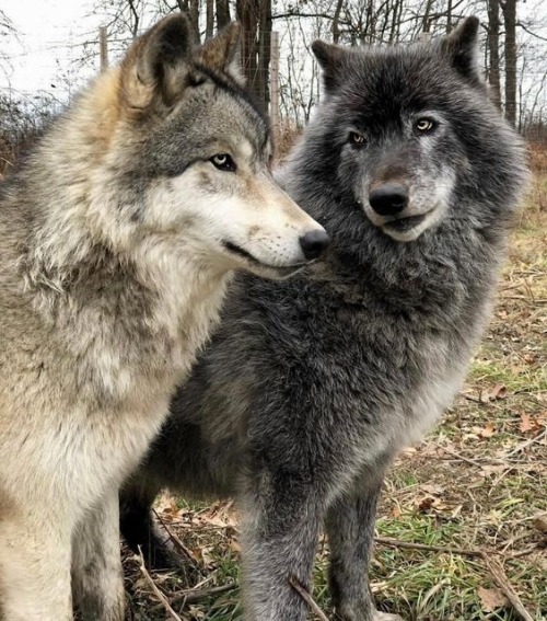 wolvesphoto:Grey wolves (Canis lupus)  