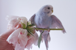 laurencephilomene:  baby bird being afraid of the flowers 