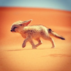 9gag:  Fennec foxFennec fox 