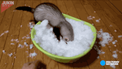 gifsboom:Ferret flips out at the sight of snow. [video] >
