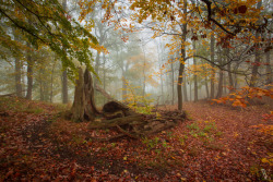 vincentcroce: Autumn photography in the fog infested Harz mountains