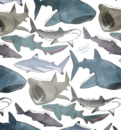 haridraws:Sharks sharks sharks, drew some sharks.