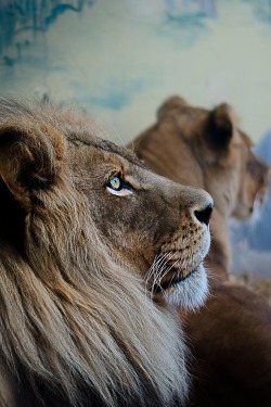 visualechoess:Pondering Lion  - (via) | VE