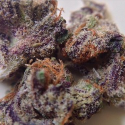 weedporndaily:  Some beautiful #GDP crunched up😍🔊🍇😍🔊🍇