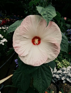 venus-garden: admire this enormous hibiscus I saw at the plant