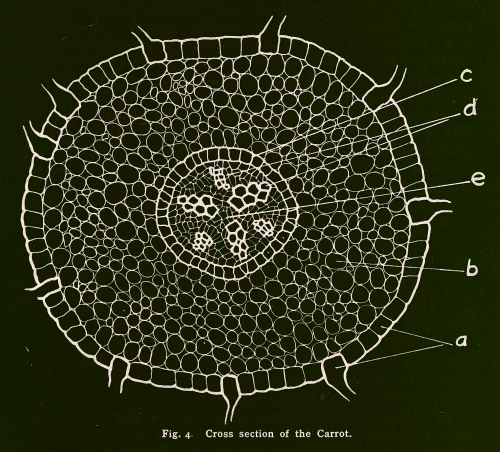 nemfrog:  Fig. 4. Cross section of the carrot. Canadian Agriculture