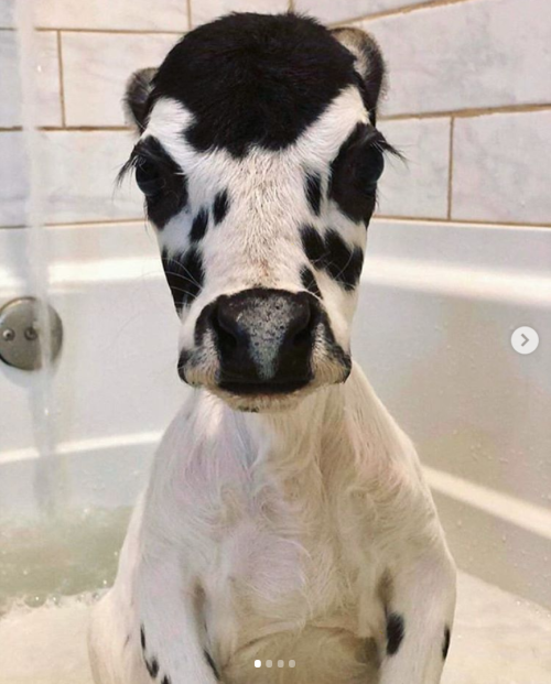 babyanimalgifs:  Such a precious baby 😍🥰🐮 via @iowafarmsanctuary