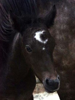 awfuckyeah-horses:  Holy gorgeous markings  Cresent moon just