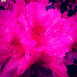 thehumanemily:  Azaleas. #azalea #flower #nature #pink  Have