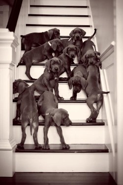karlamcleod: Great Dane Puppies 