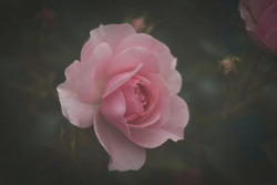 andantegrazioso:  Rosebuds |    	Aby Images 	  	 						 			 