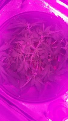 melissapot:  herb marijuana 420 kush pot strain stoner weedcannabis