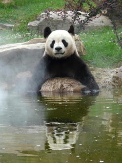 bear-pictures:  Panda onsen! (Onsen means “hot springs” in