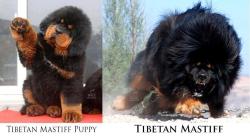 i-am-the-batbrony:  estychan:  alexicography:  Tibetan Mastiffs