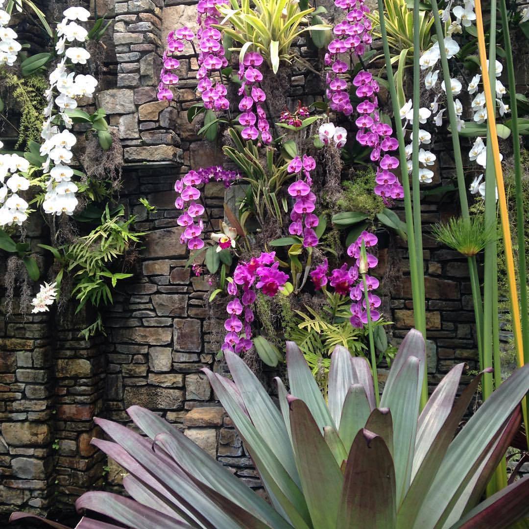 <p>What’s the best thing to do when it is ever so hot and humid outside?  Go to an orchid conservatory. It’s even more hot and humid in there. Makes the outside world cool by comparison.  (at Daniel Stowe Botanical Garden)</p>
