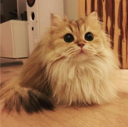 dawwwwfactory:  Behold, the British Longhair Click here for more