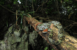 pogosticks:  Red-headed Rat Snake (Elaphe moellendorffi) by Max