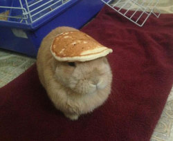 minxie:  srsfunny:  And Here’s A Bunny With A Pancake On Its