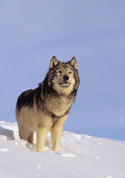 funnywildlife:  sisterofthewolves:  Picture by John Hyde   Wolfie