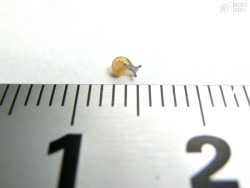 hdot-mokoriri:  Size of baby snail. 赤ちゃんカタツムリのサイズ