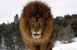 phototoartguy:  Lions, tigers and bears: British photographer