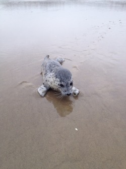 magicalnaturetour:  Pacific harbor seal baby 