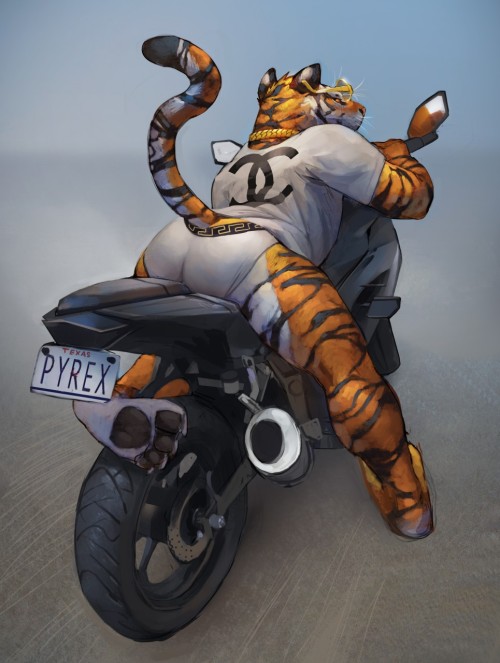 tacklebawks:  Big butt kitty 