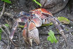 ooksaidthelibrarian: strangebiology:  The Coconut Crab has the